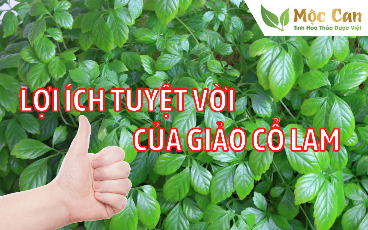 Lợi ích tuyệt vời của giảo cổ lam 1